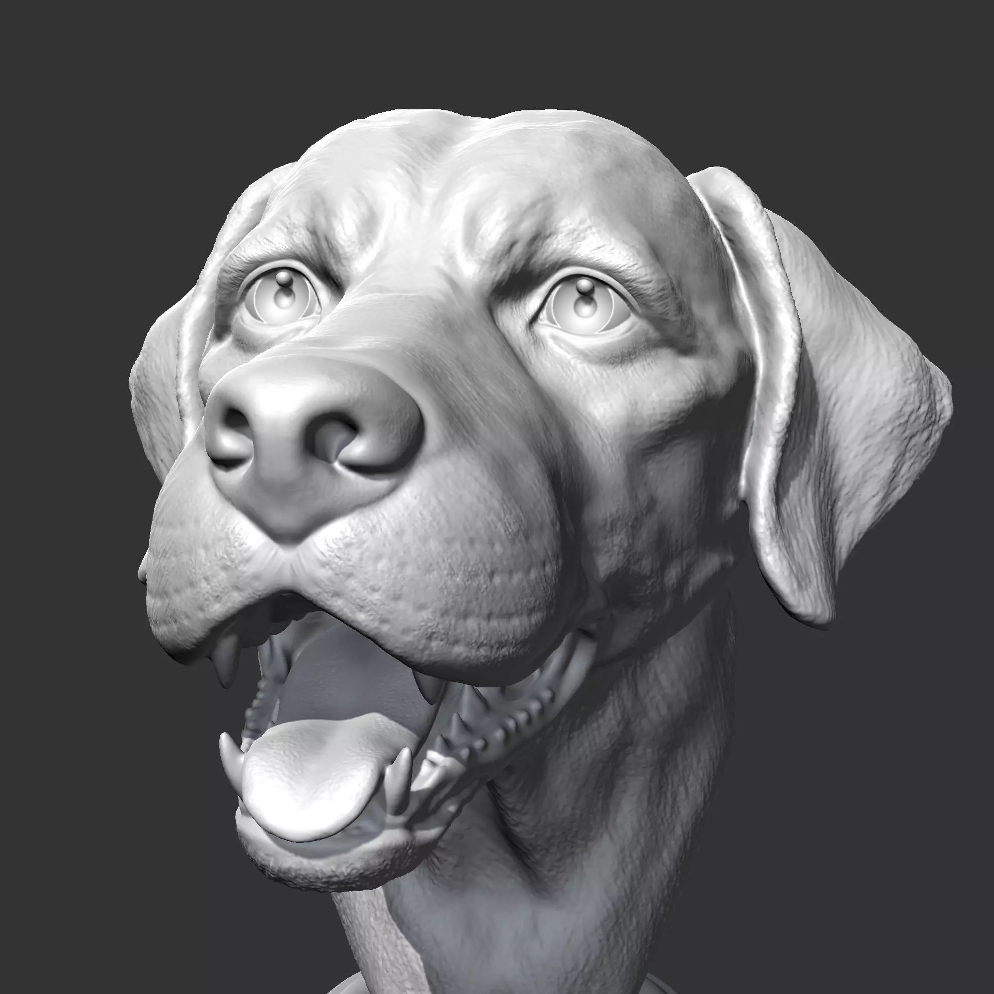Labrador Retrieve Head AM26 3D print model 3D print model