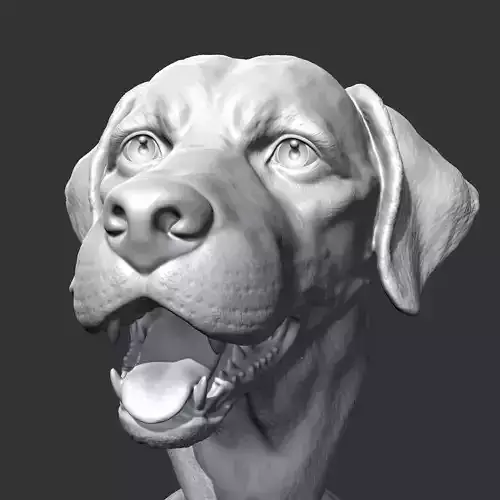 Labrador Retrieve Head AM26 3D print model