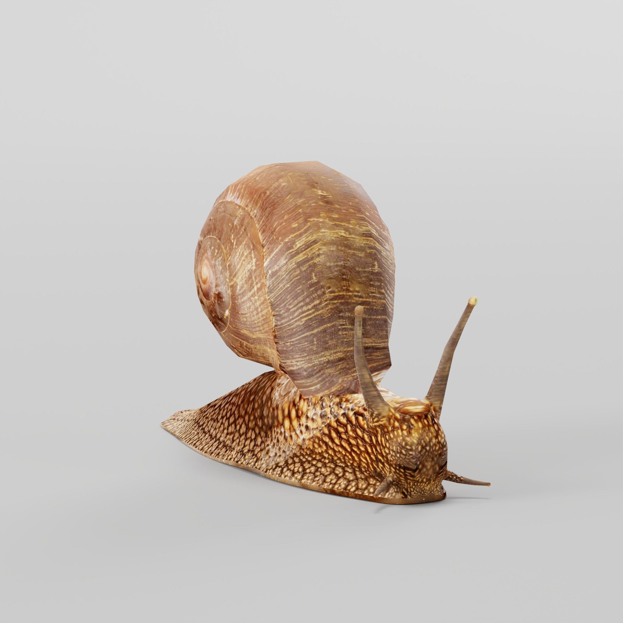 Swinhoe Giant Snail Gastropod Low-poly 3D model_9