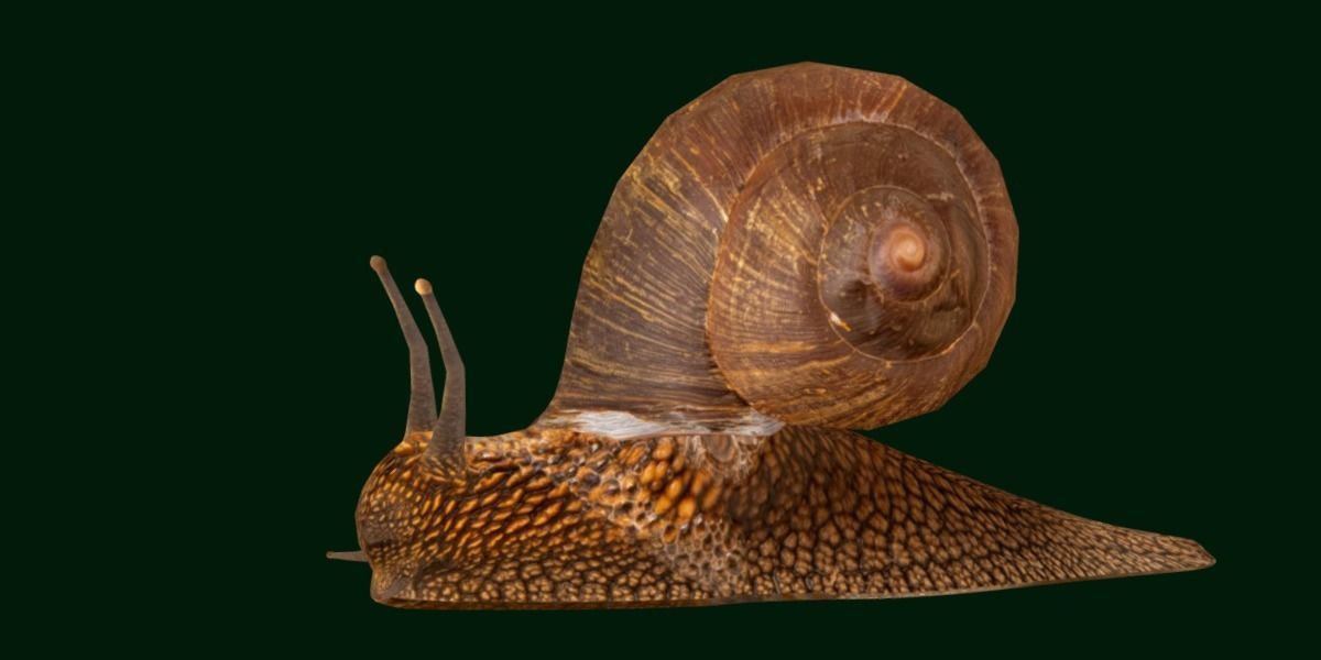 Swinhoe Giant Snail Gastropod Low-poly 3D model_20