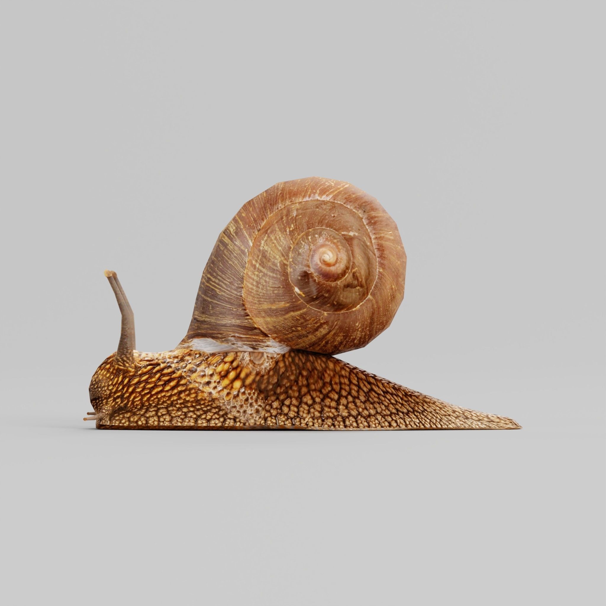 Swinhoe Giant Snail Gastropod Low-poly 3D model_13