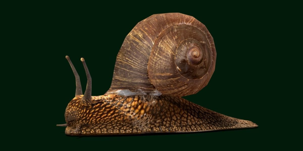 Swinhoe Giant Snail Gastropod Low-poly 3D model_17