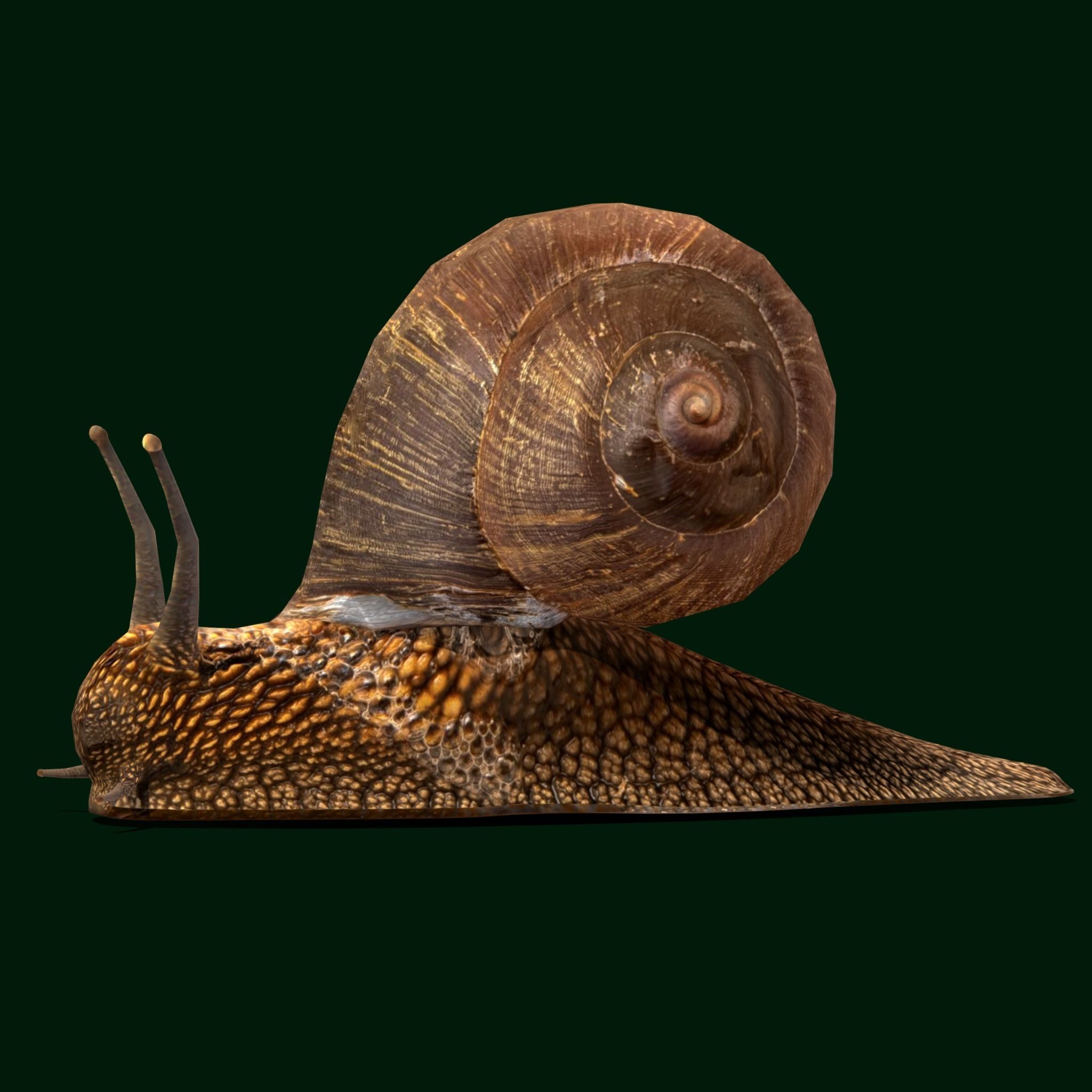 Swinhoe Giant Snail Gastropod Low-poly 3D model_15
