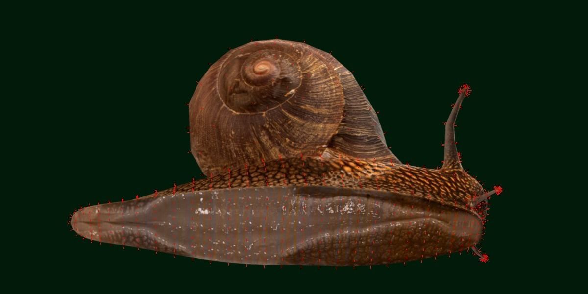 Swinhoe Giant Snail Gastropod Low-poly 3D model_22