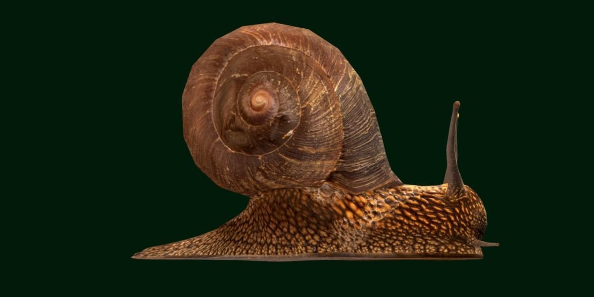 Swinhoe Giant Snail Gastropod Low-poly 3D model_23