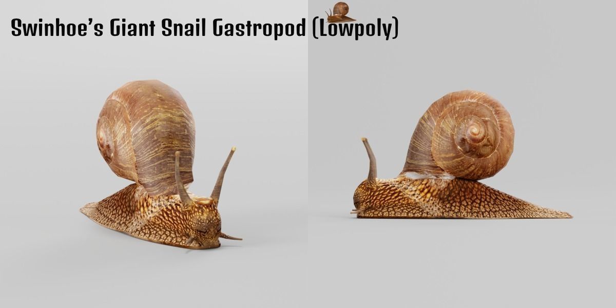 Swinhoe Giant Snail Gastropod Low-poly 3D model_21