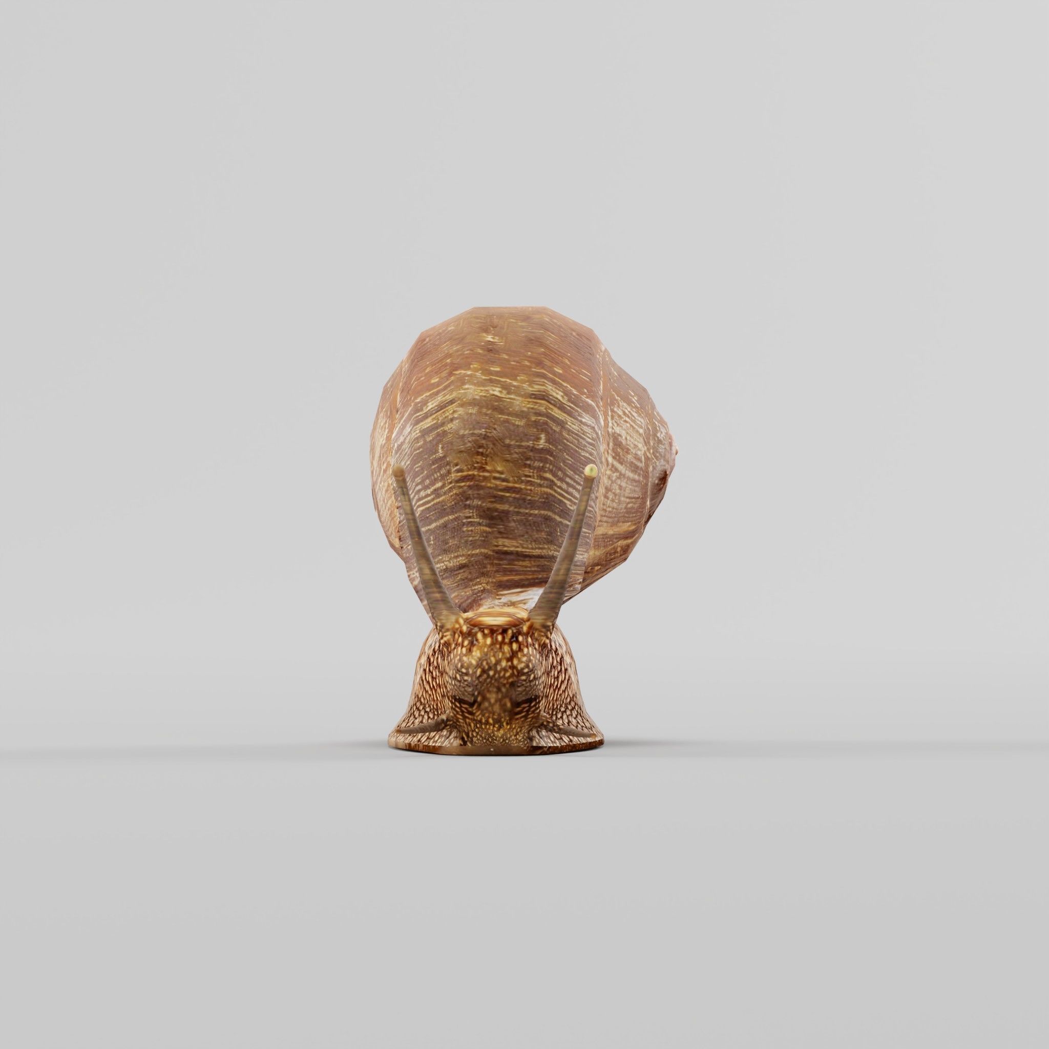 Swinhoe Giant Snail Gastropod Low-poly 3D model_11