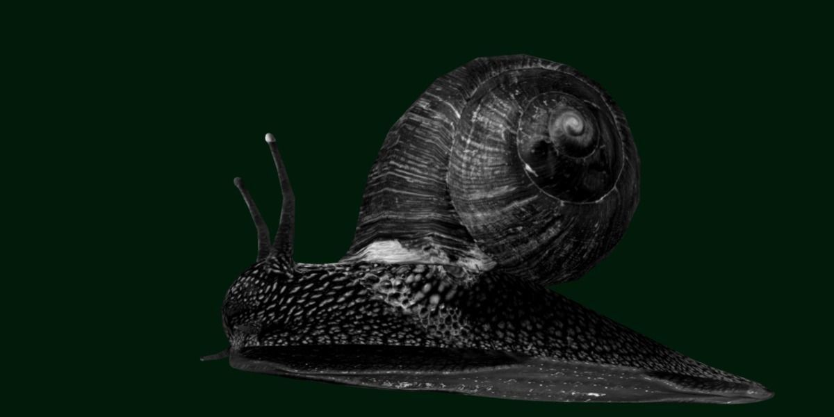 Swinhoe Giant Snail Gastropod Low-poly 3D model_6