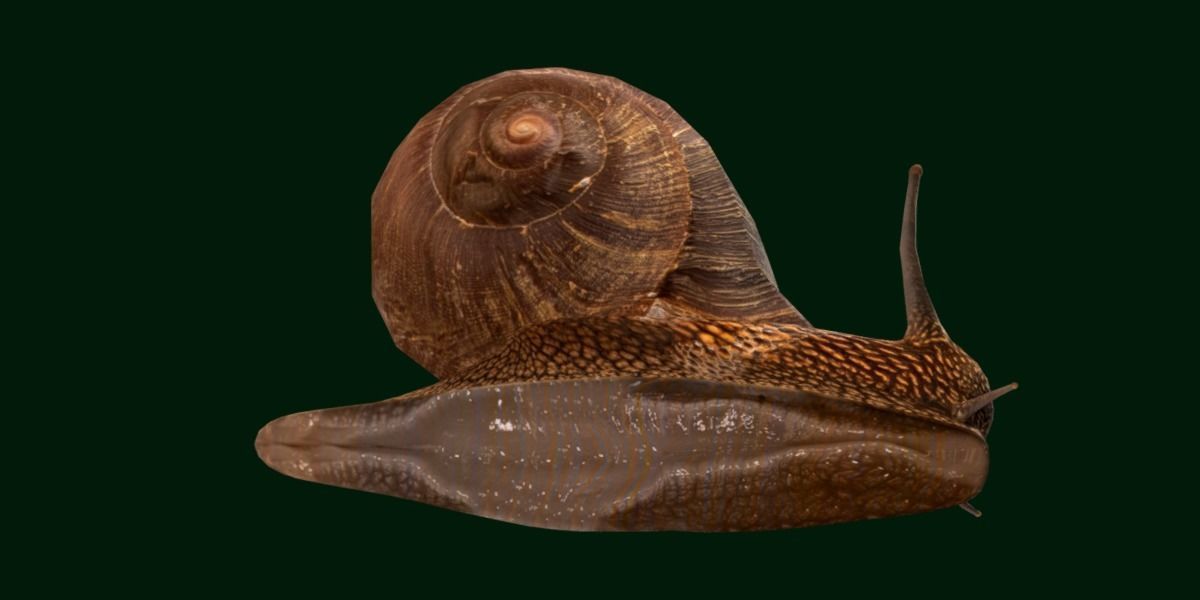 Swinhoe Giant Snail Gastropod Low-poly 3D model_10