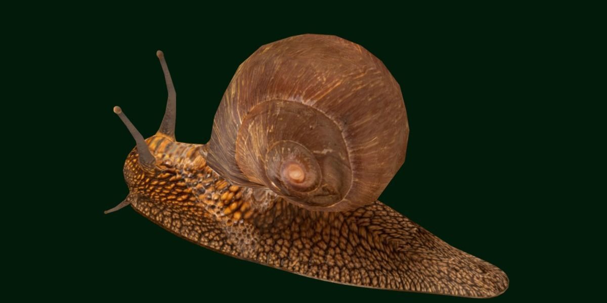 Swinhoe Giant Snail Gastropod Low-poly 3D model_3