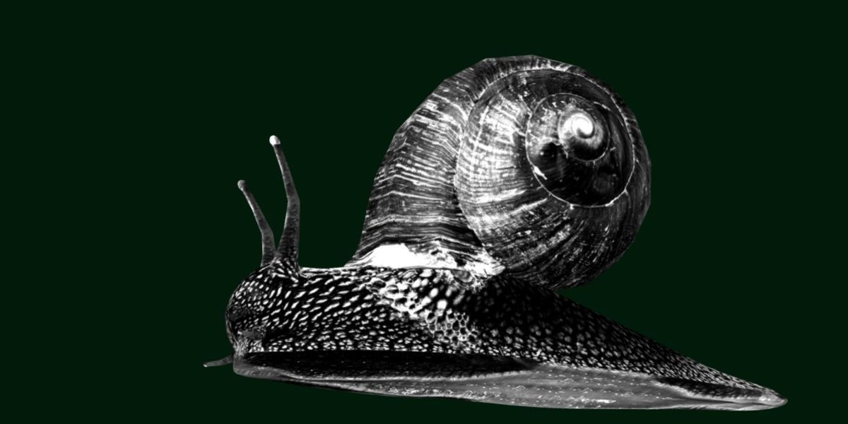 Swinhoe Giant Snail Gastropod Low-poly 3D model_5