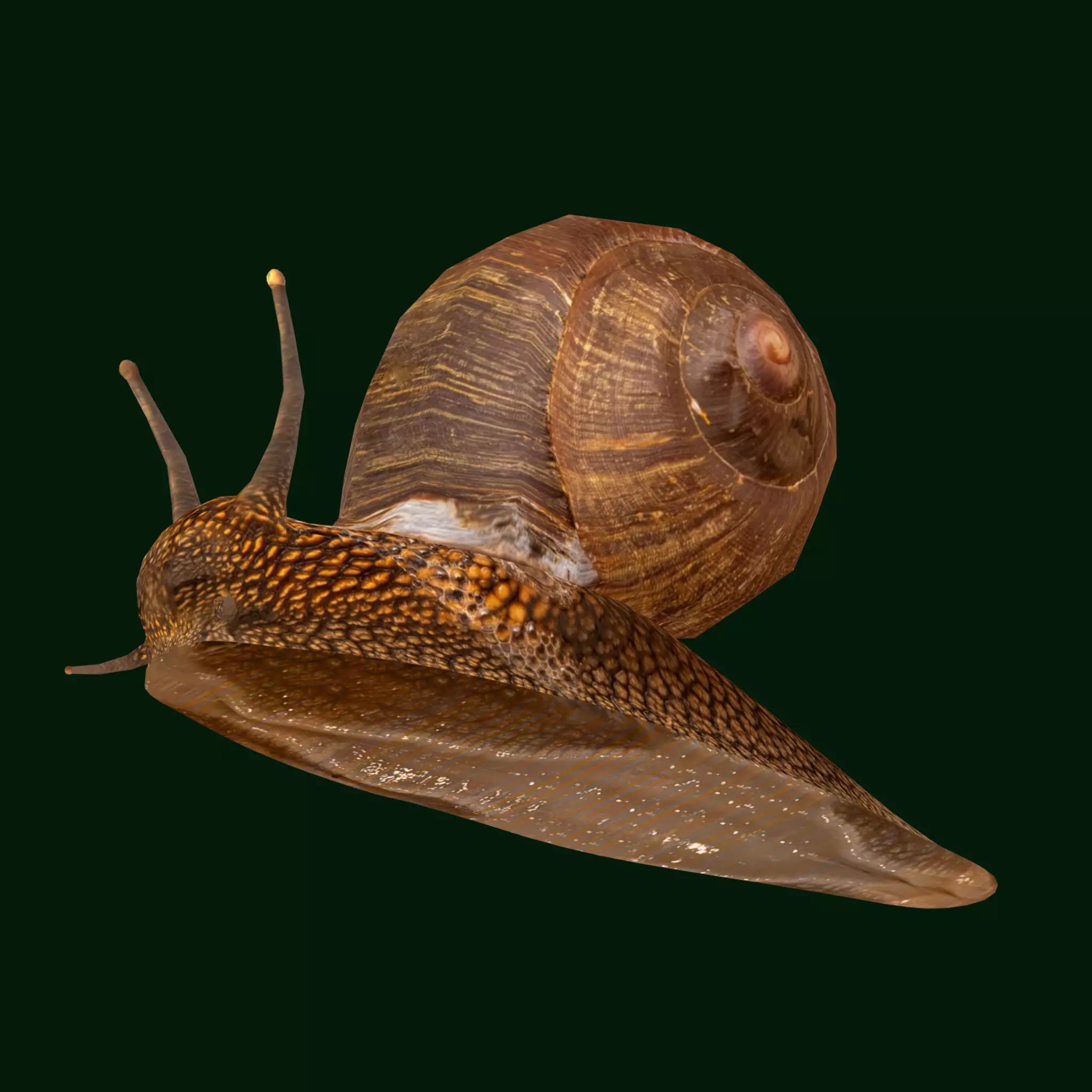 Swinhoe Giant Snail Gastropod Low-poly 3D model_0