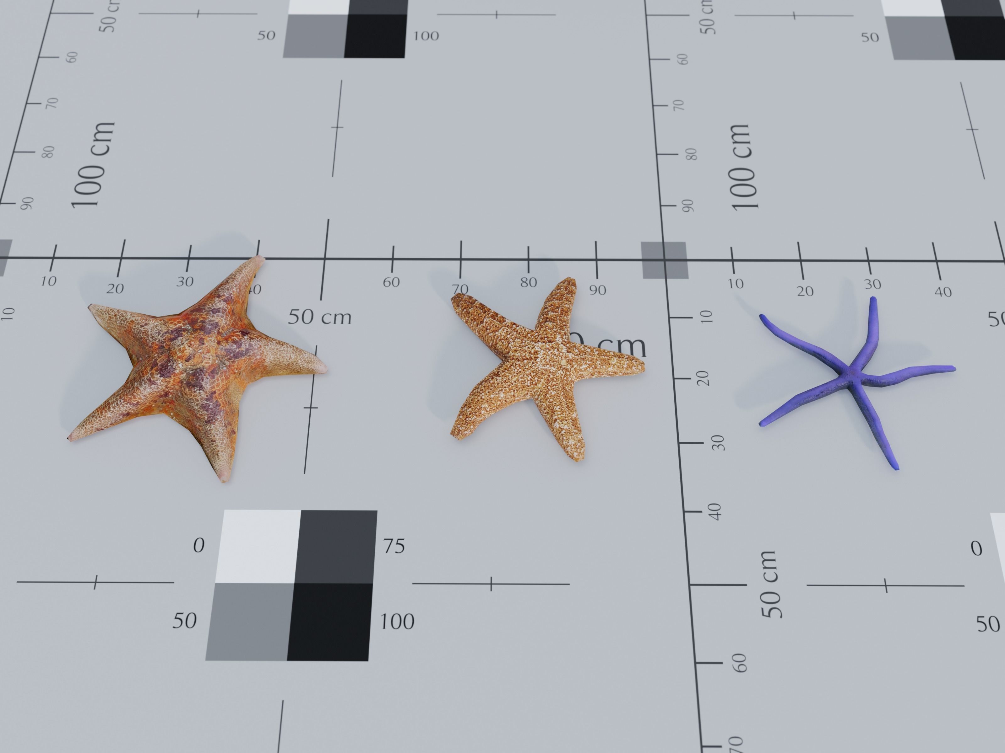 Nature Assets - Marine Biome Low-poly 3D model_20