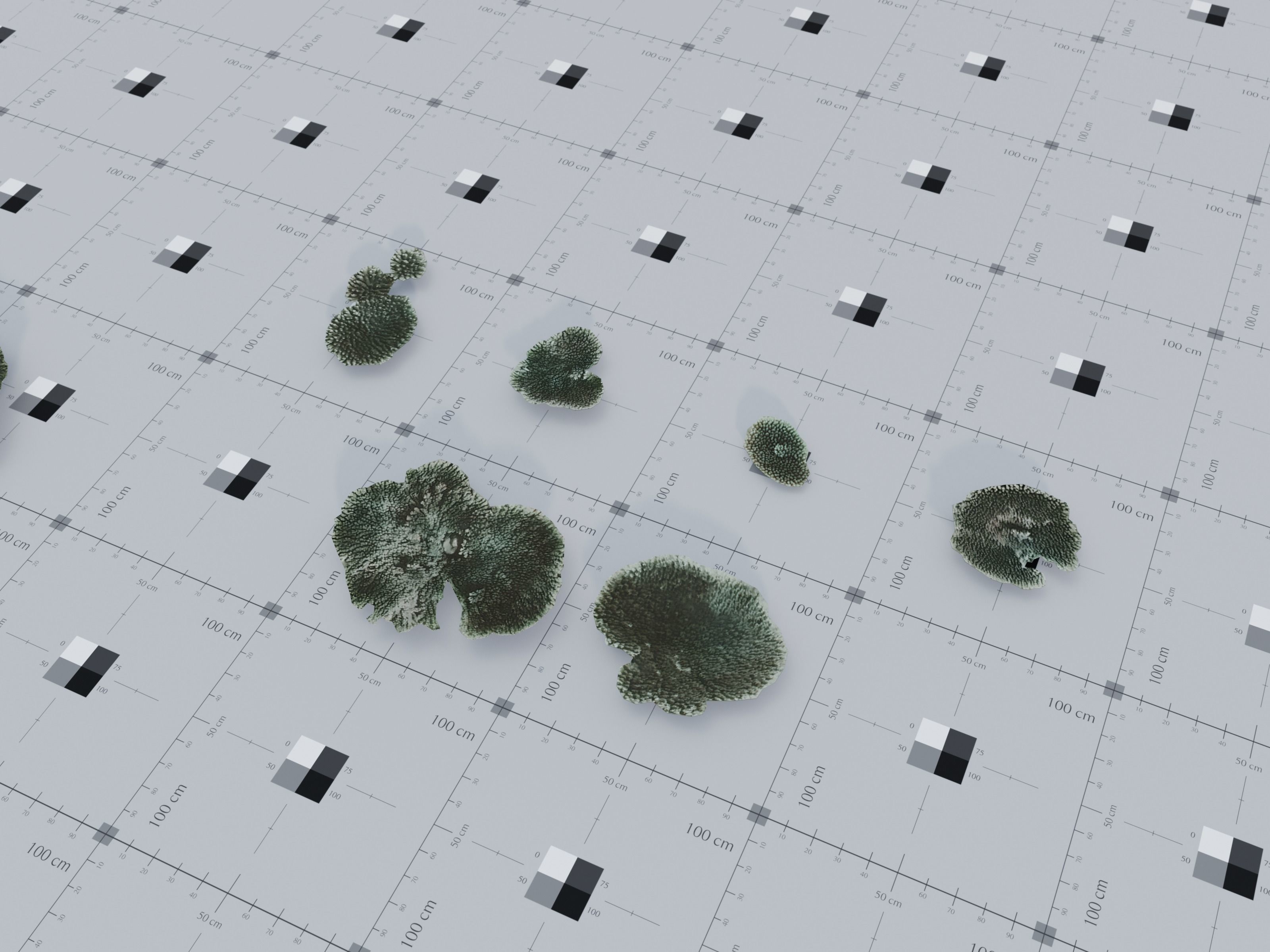 Nature Assets - Marine Biome Low-poly 3D model_9