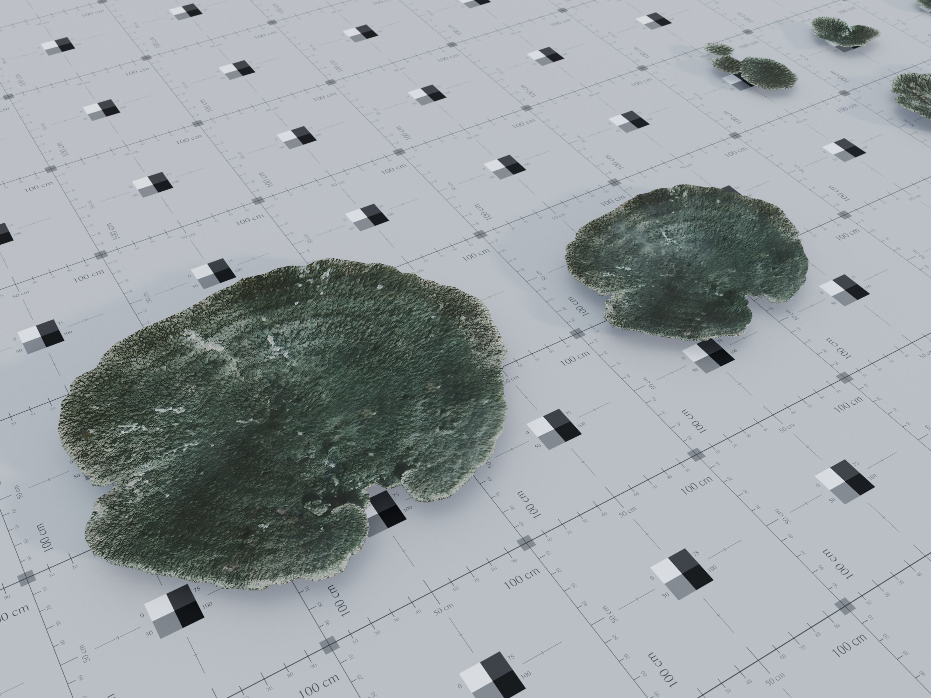 Nature Assets - Marine Biome Low-poly 3D model_8