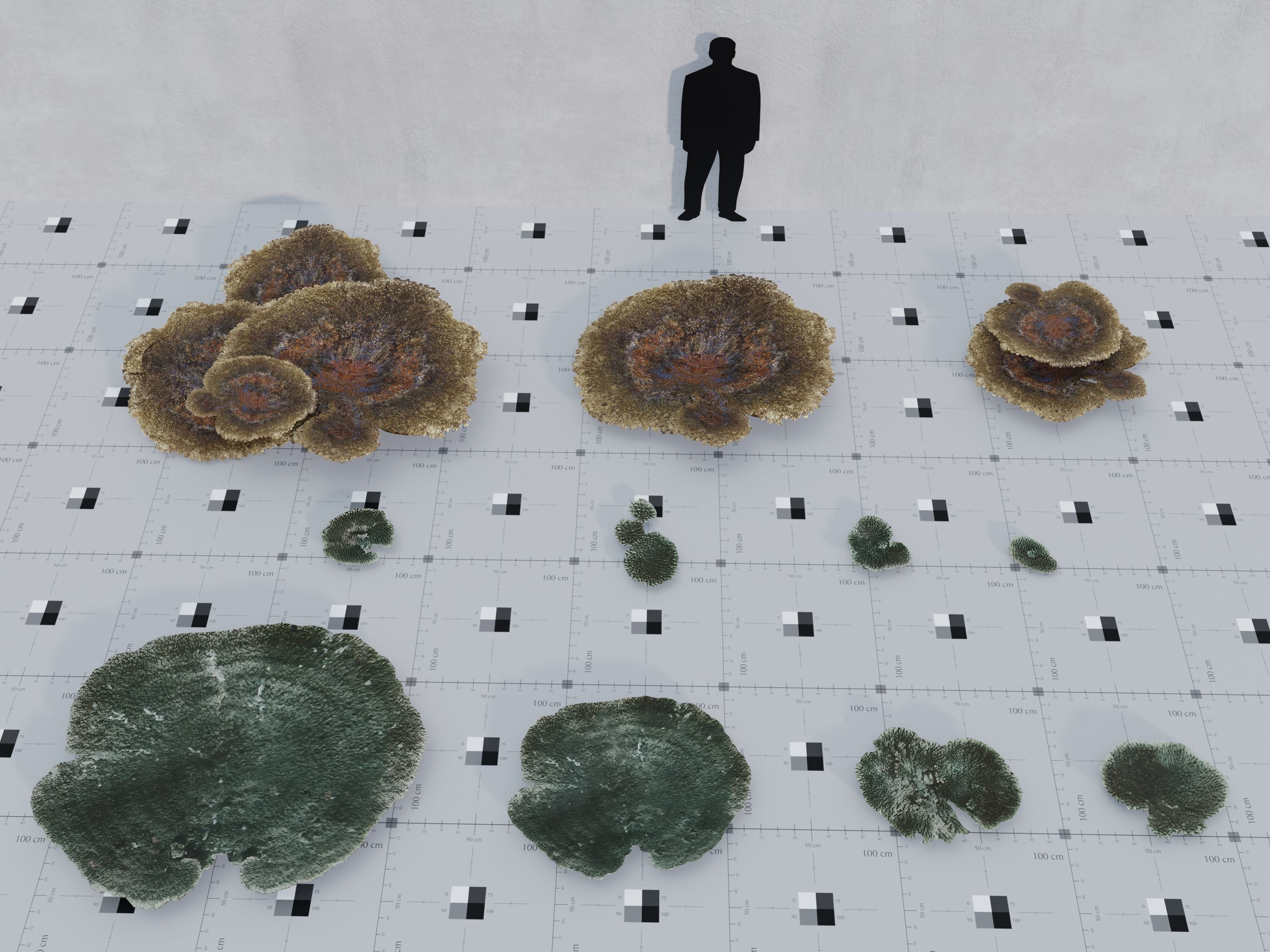 Nature Assets - Marine Biome Low-poly 3D model_4