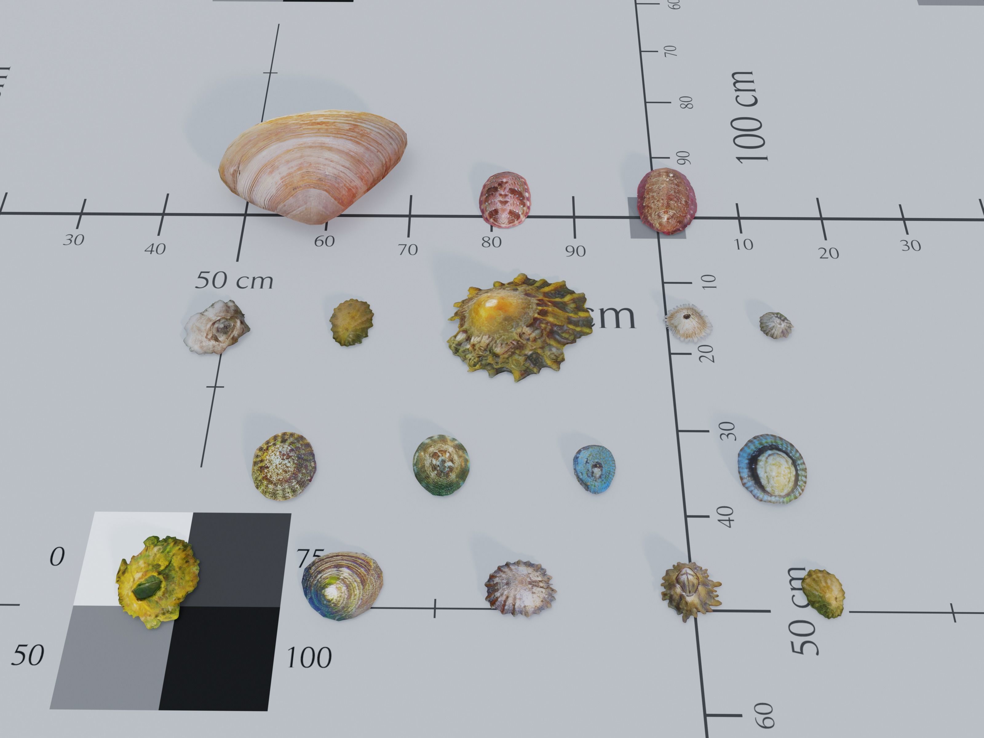 Nature Assets - Marine Biome Low-poly 3D model_17