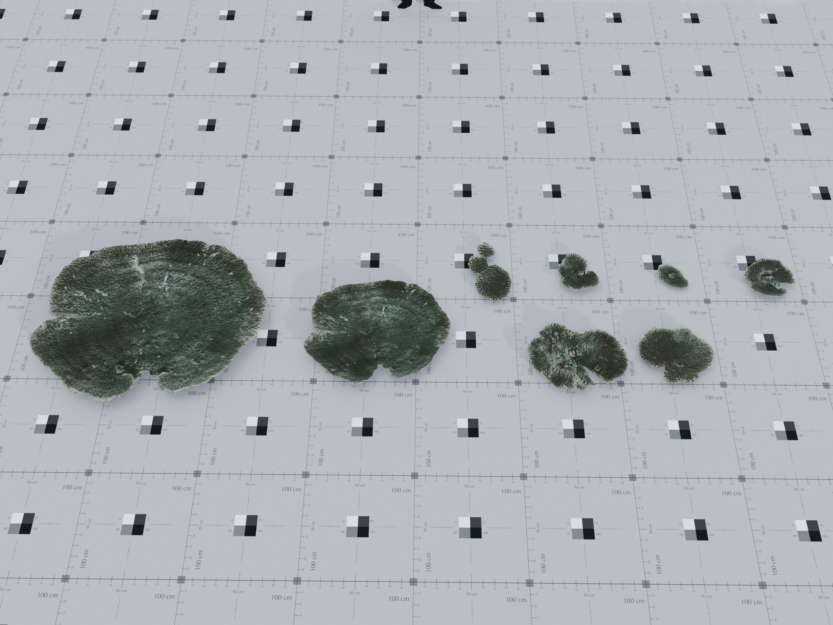 Nature Assets - Marine Biome Low-poly 3D model_7