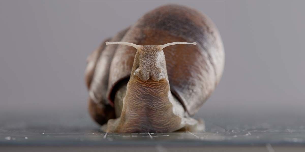 Snail 3D model_3