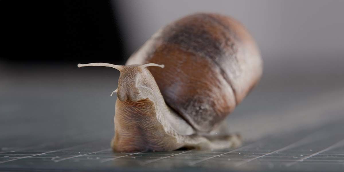 Snail 3D model_5