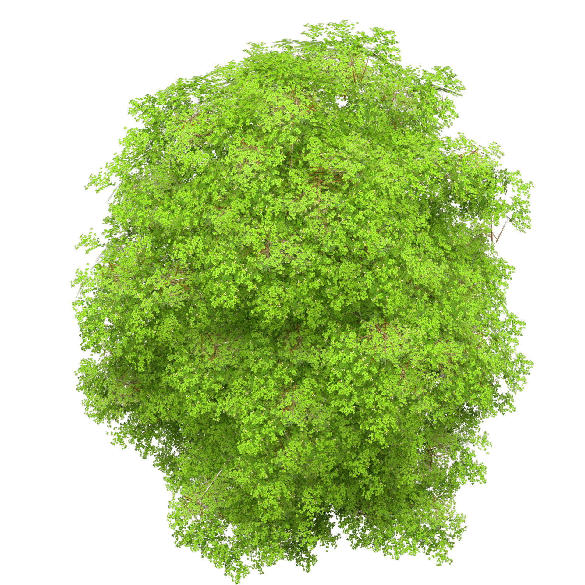Optimized Grey Poplar trees with free tutorial Low-poly 3D model_3