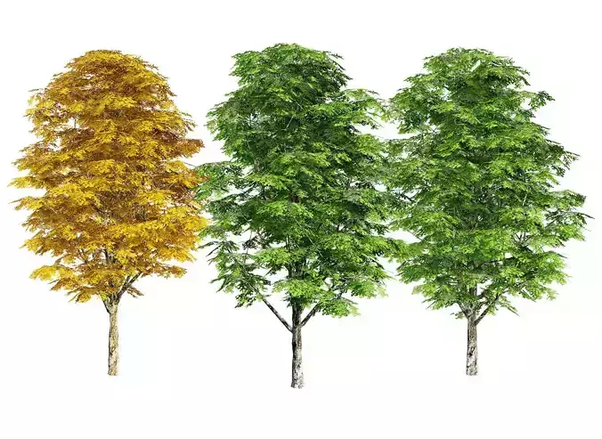Optimized Grey Poplar trees with free tutorial Low-poly 3D model