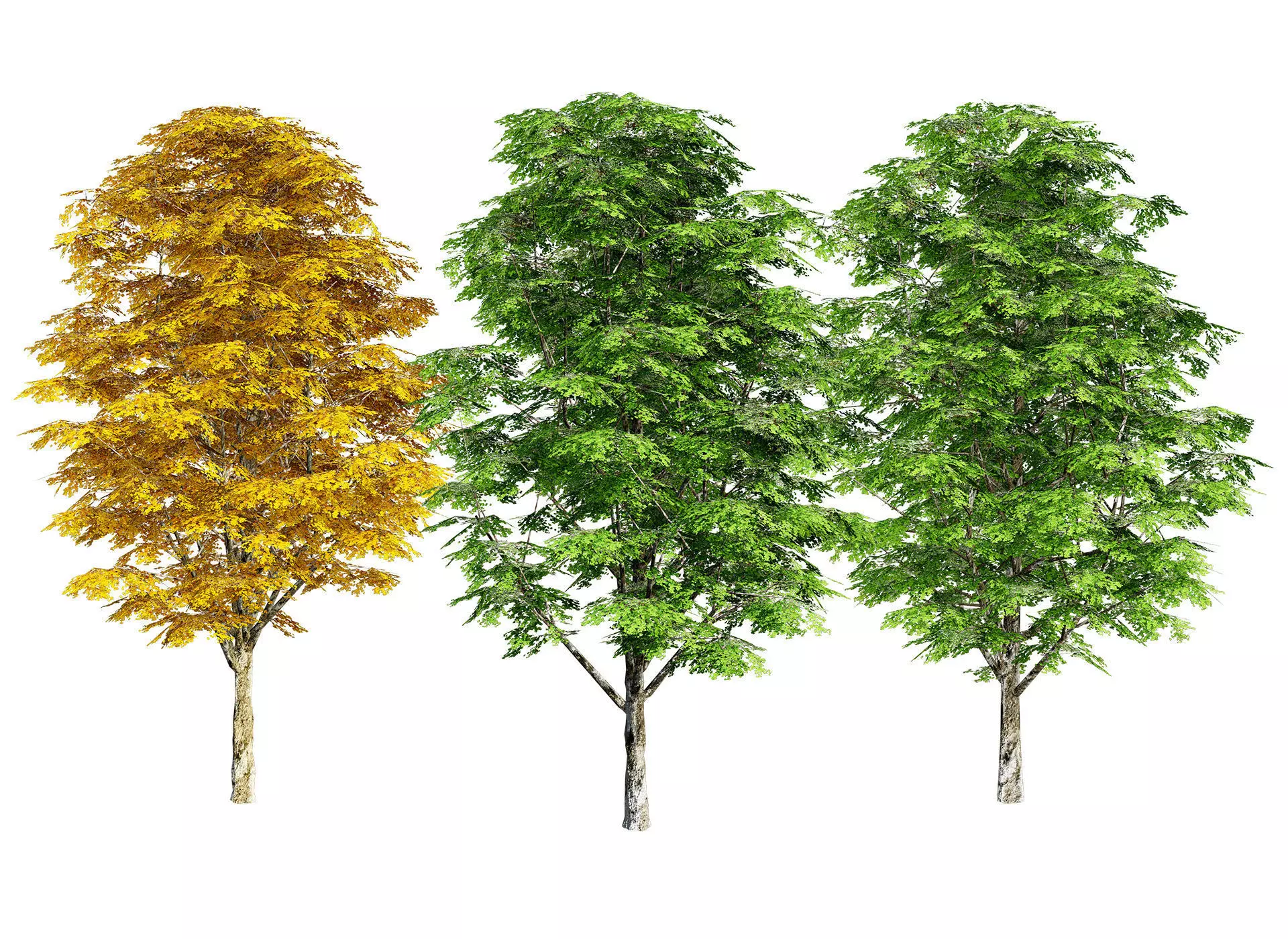 Optimized Grey Poplar trees with free tutorial Low-poly 3D model_0