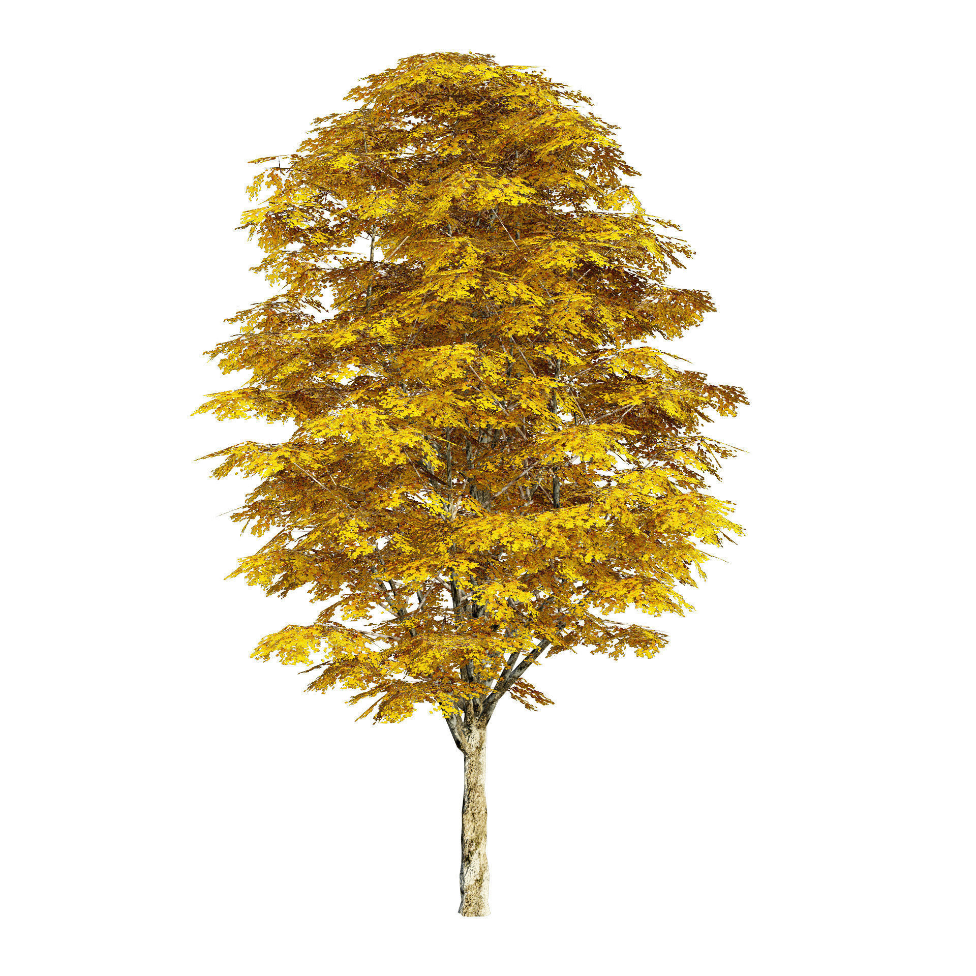 Optimized Grey Poplar trees with free tutorial Low-poly 3D model_6