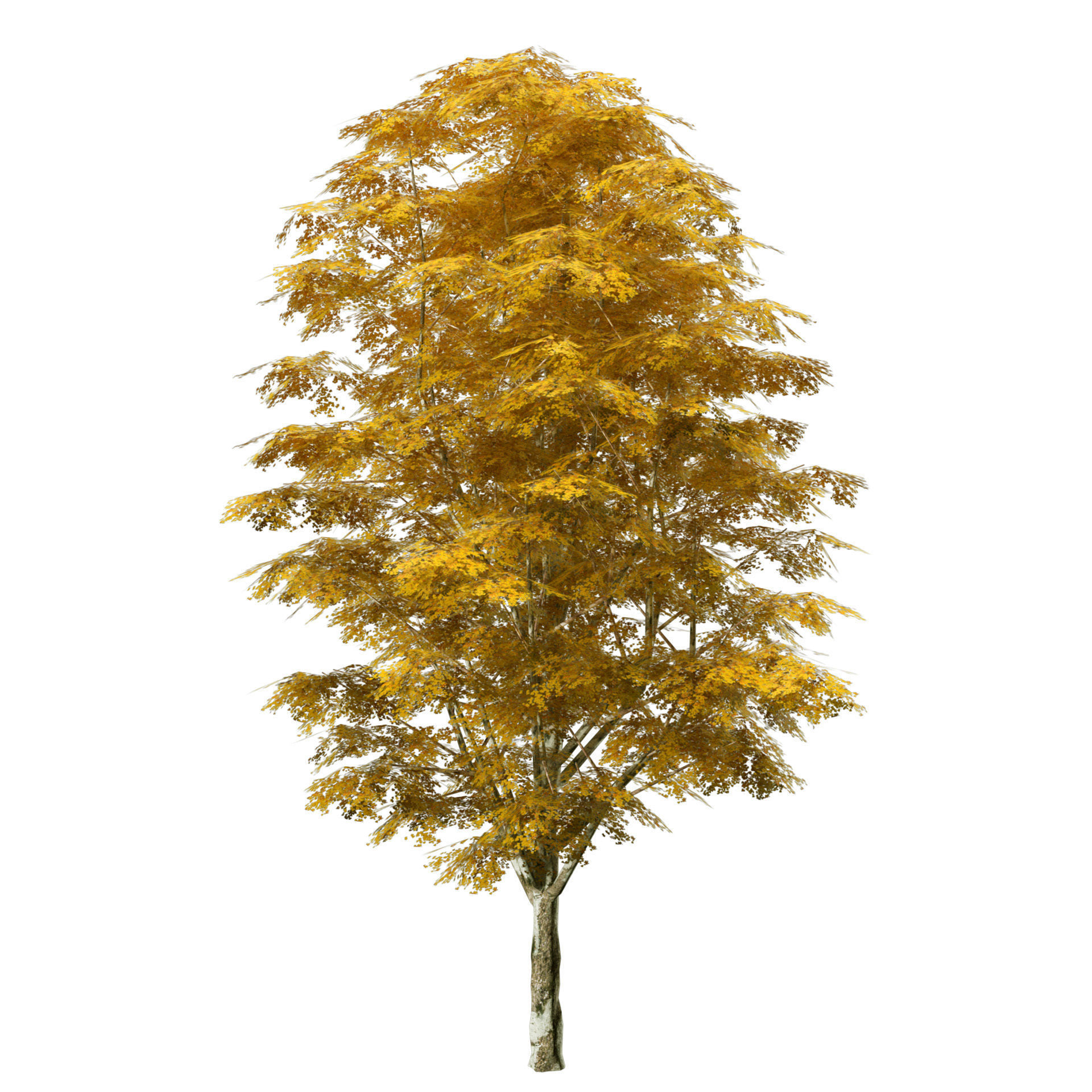 Optimized Grey Poplar trees with free tutorial Low-poly 3D model_8