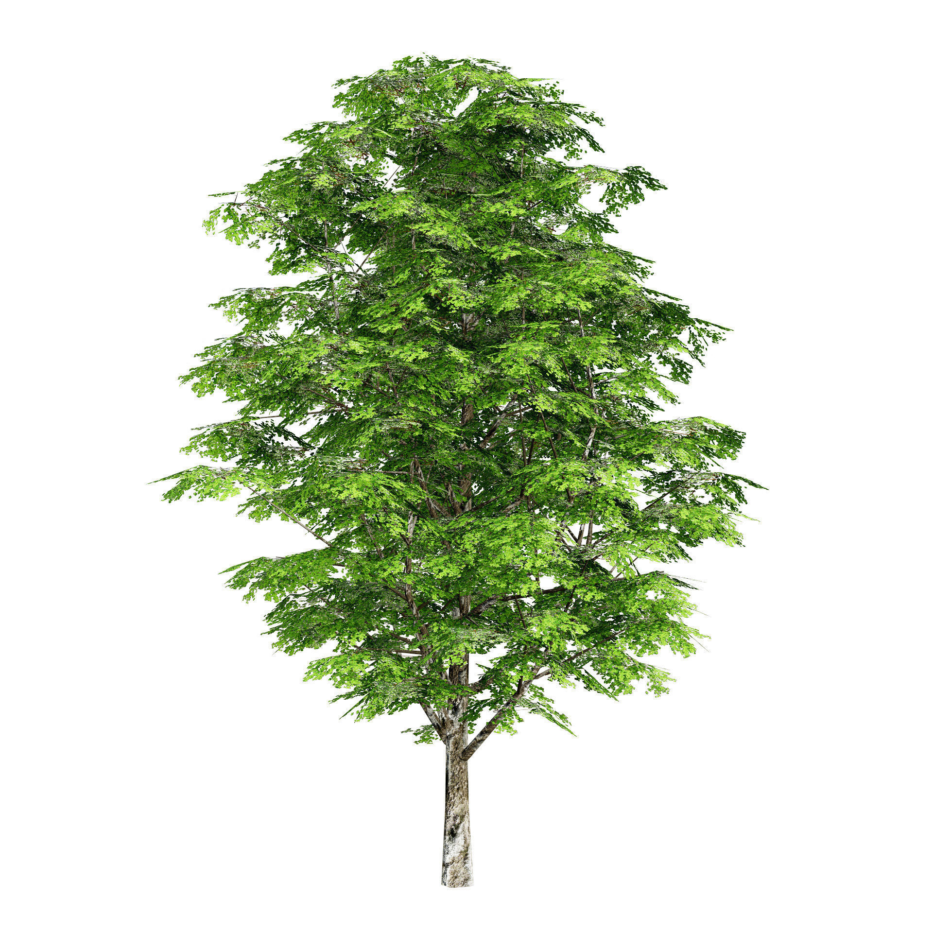 Optimized Grey Poplar trees with free tutorial Low-poly 3D model_4