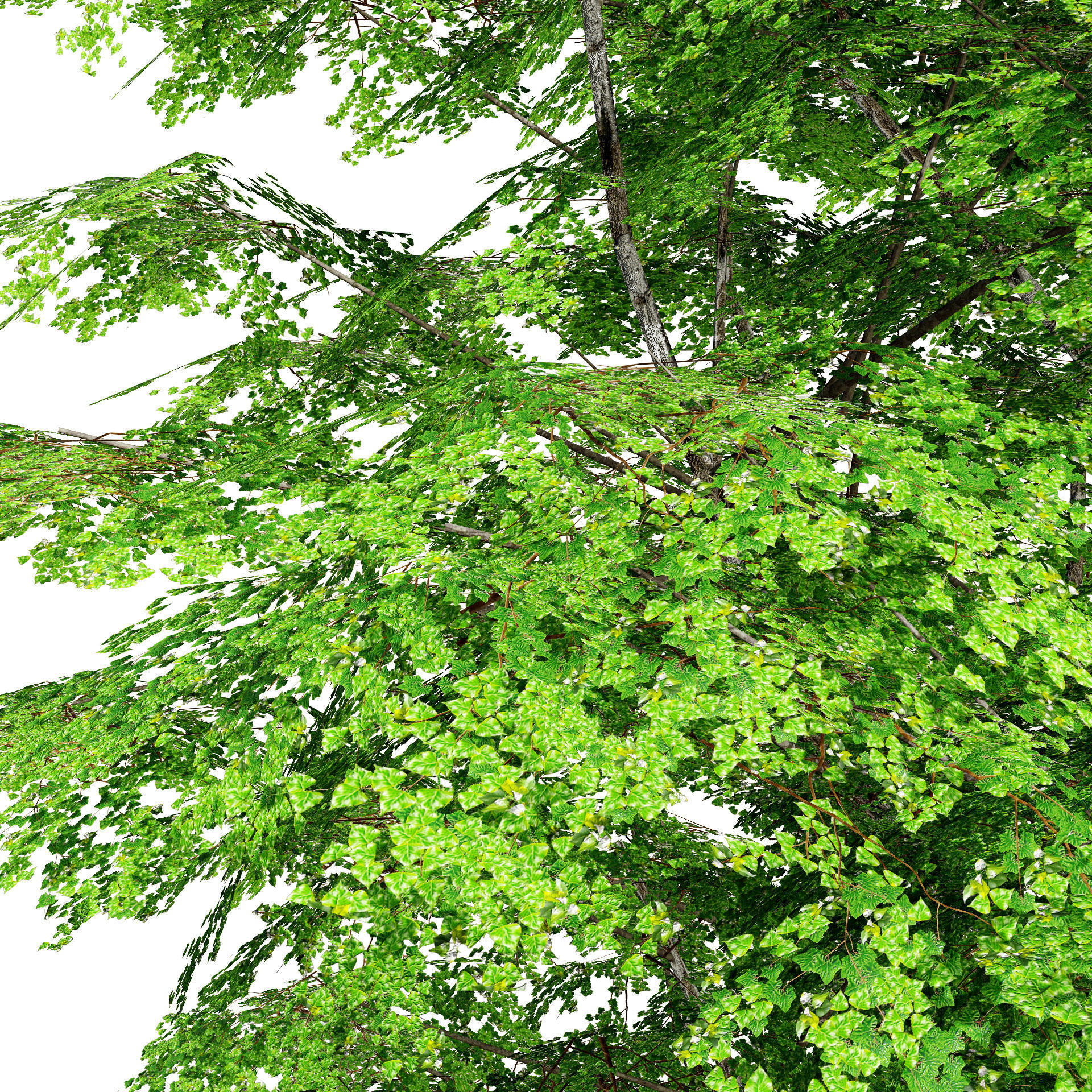 Optimized Grey Poplar trees with free tutorial Low-poly 3D model_5