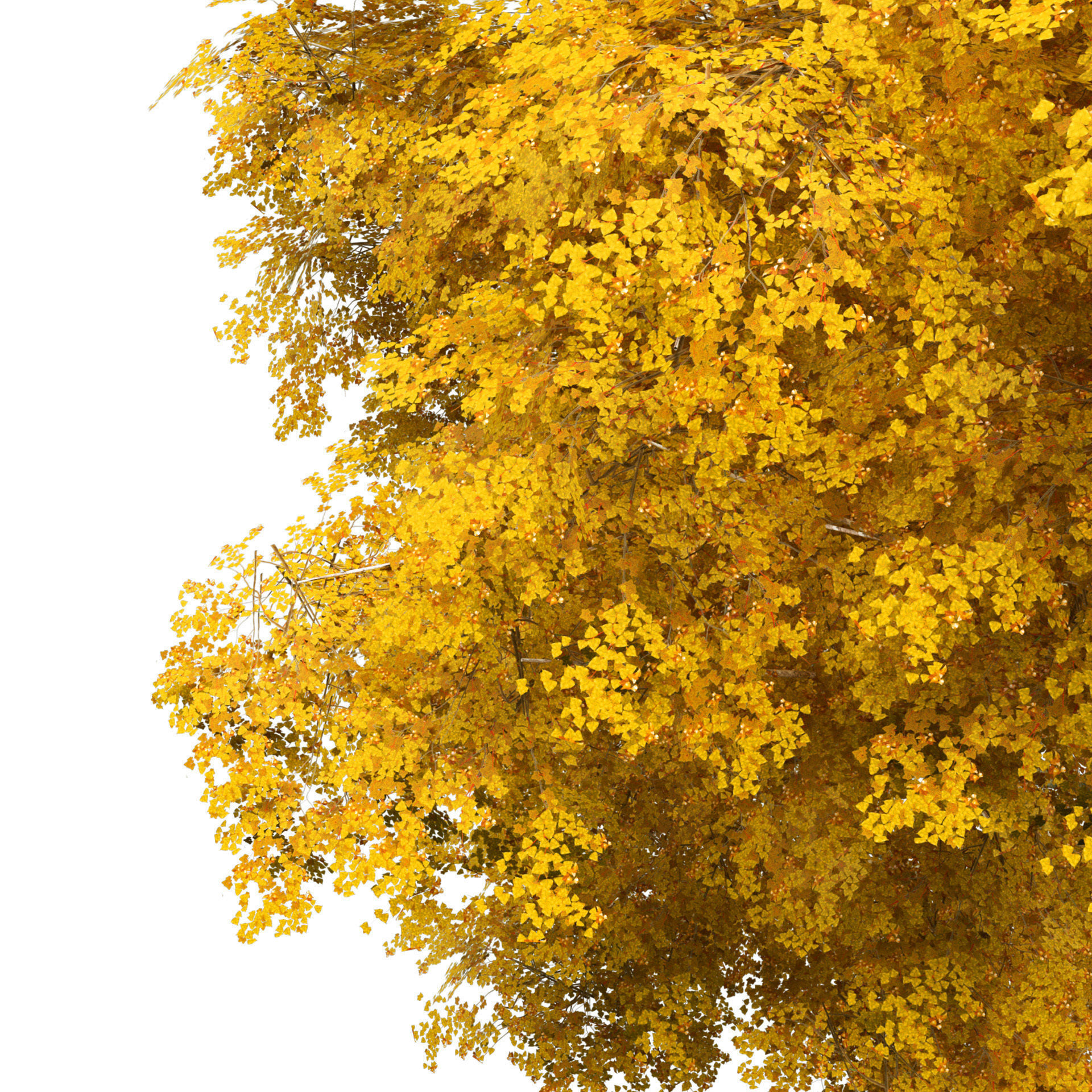 Optimized Grey Poplar trees with free tutorial Low-poly 3D model_9