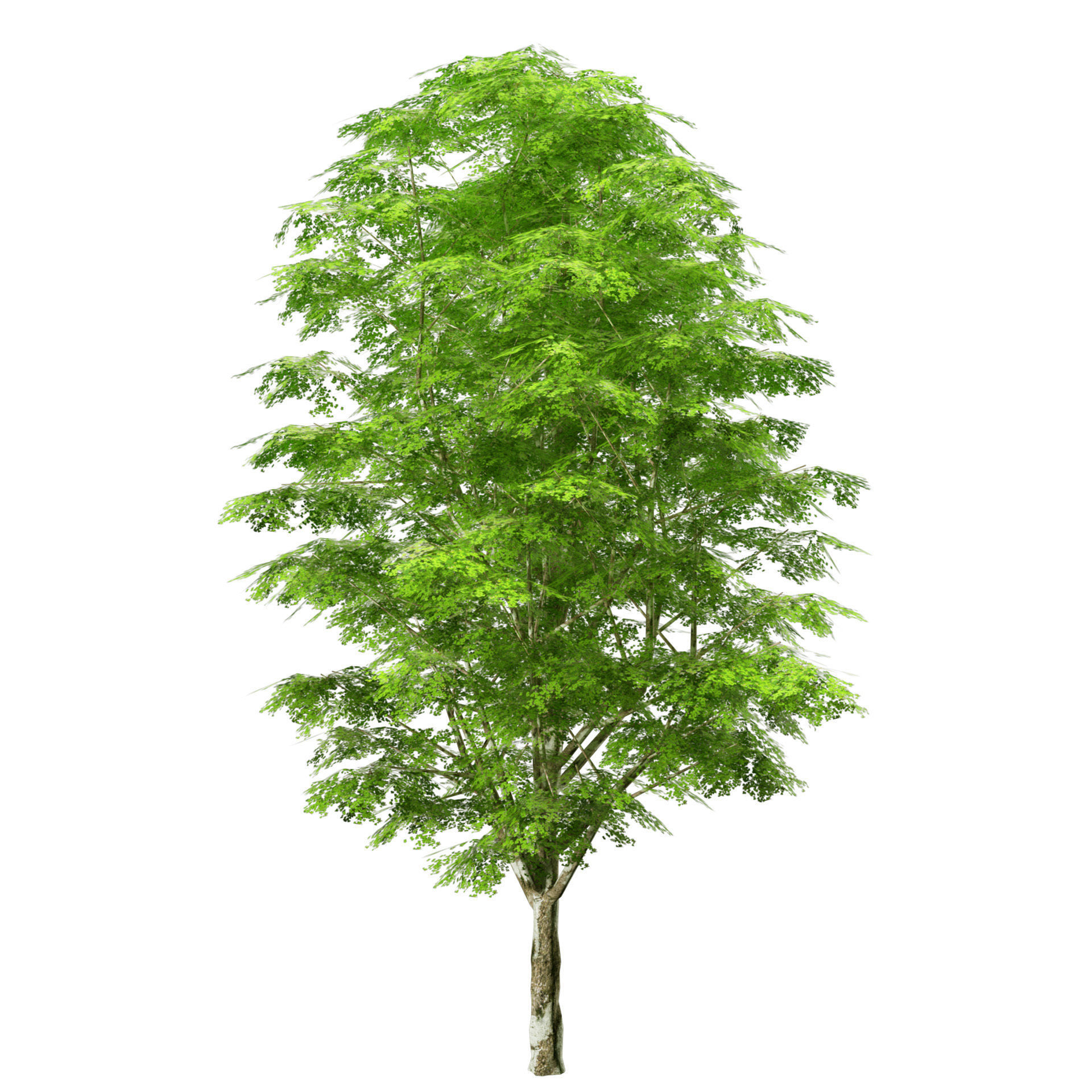 Optimized Grey Poplar trees with free tutorial Low-poly 3D model_2