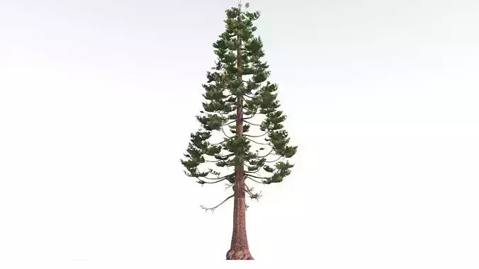 EVERYPlant Walchia 1 --16 Models-- 3D model