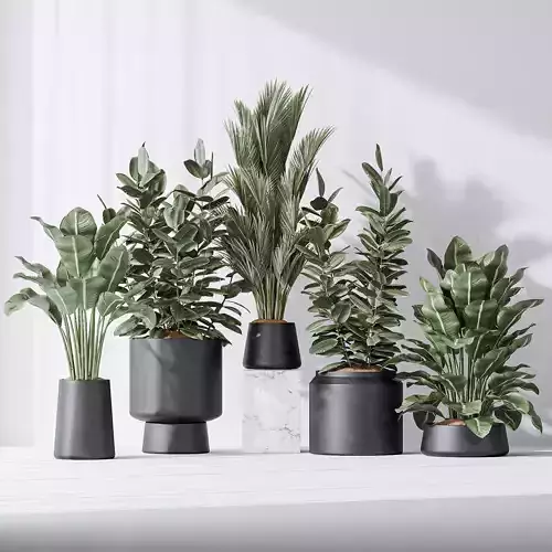 Indoor plant set 07