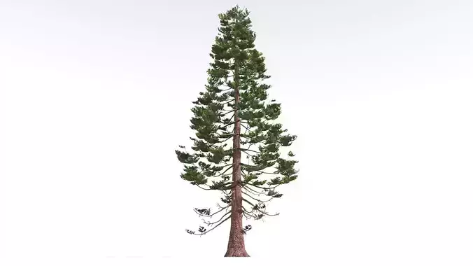 EVERYPlant Walchia 2 --16 Models-- 3D model