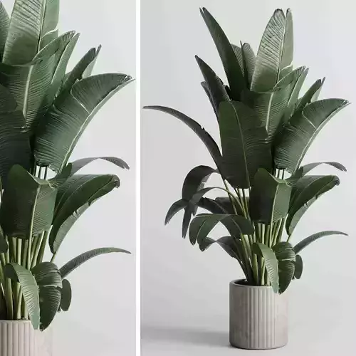 Indoor plant 437 plant ravenala tree in concrete dirty vase