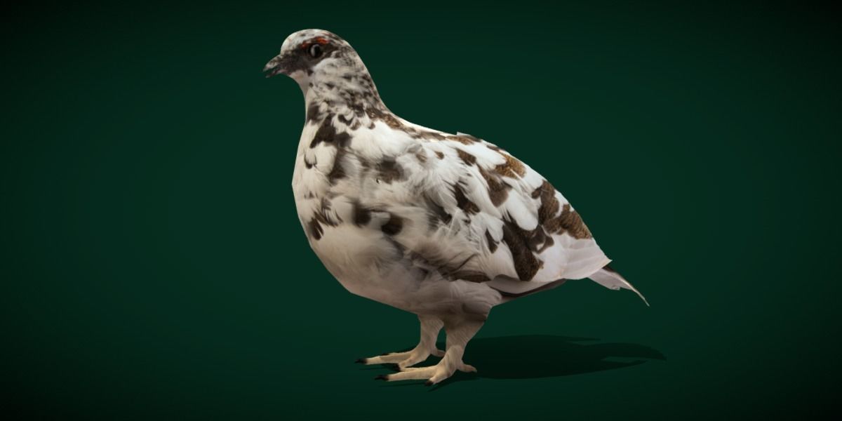 Rock Ptarmigans Bird  Low-poly 3D model_24