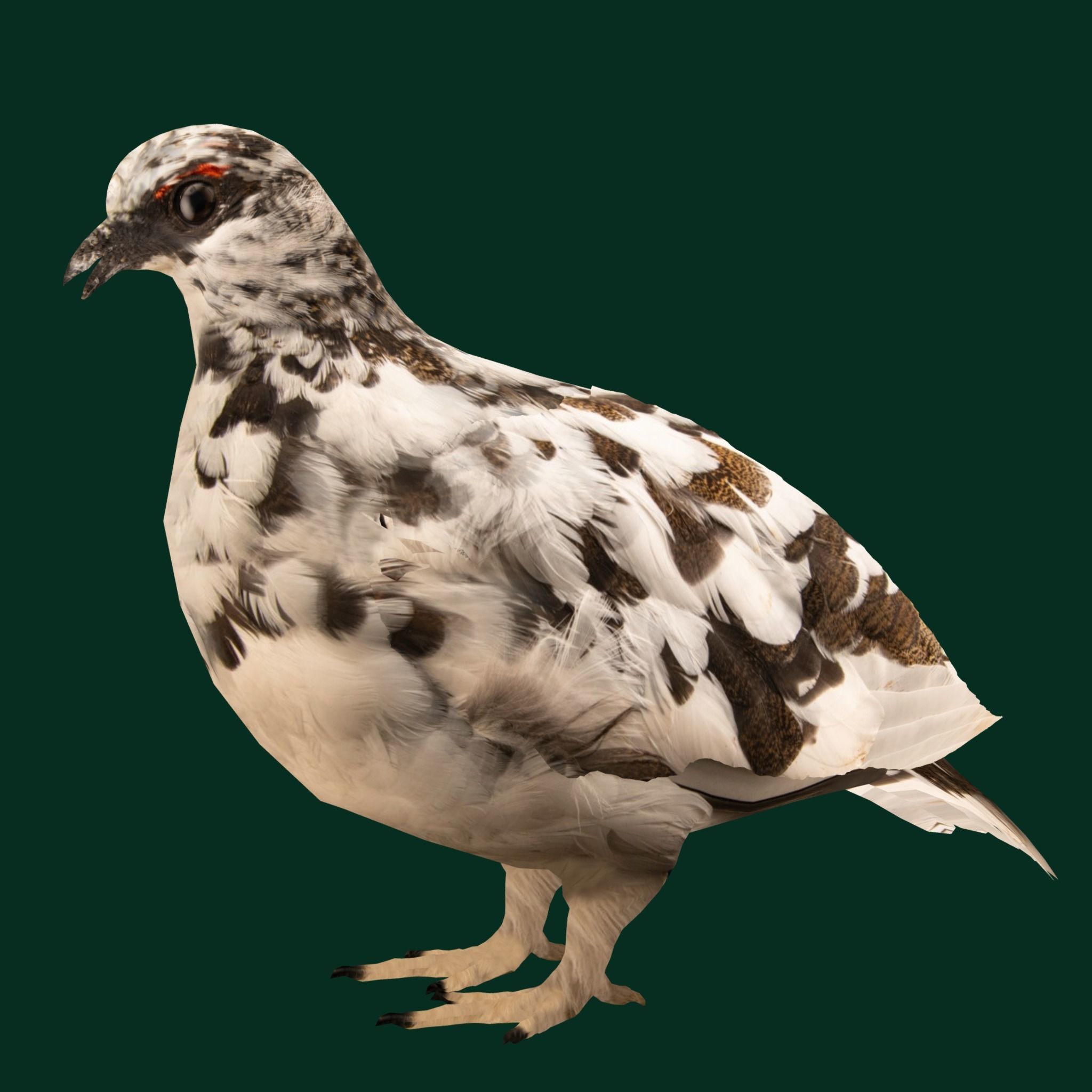 Rock Ptarmigans Bird  Low-poly 3D model_27
