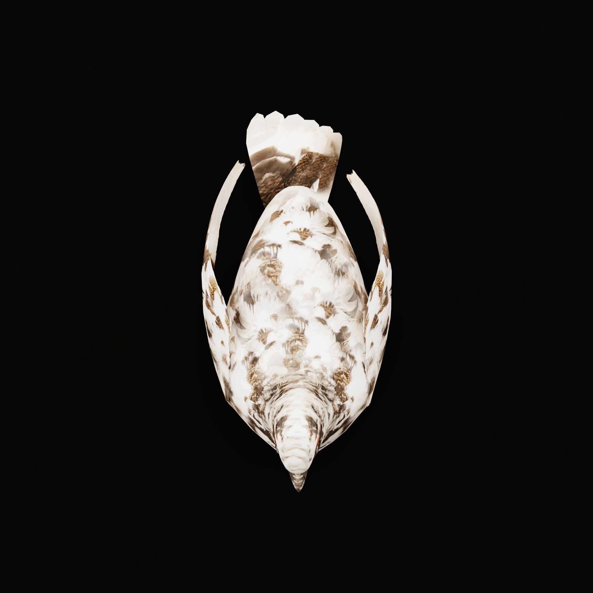 Rock Ptarmigans Bird  Low-poly 3D model_22