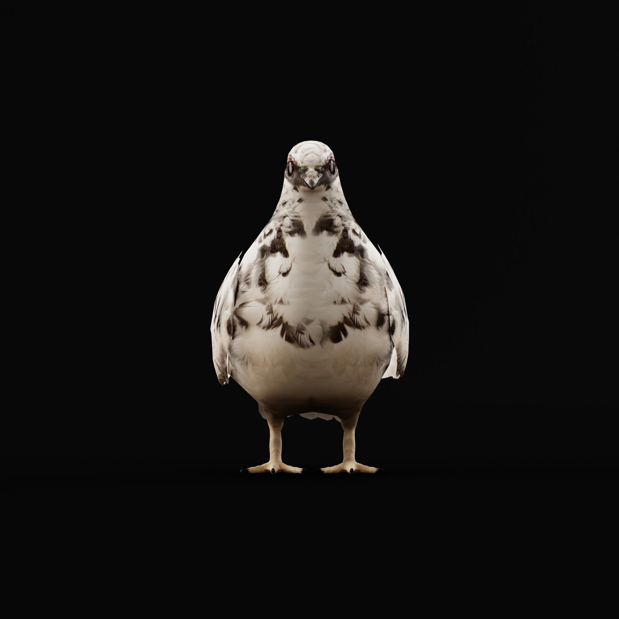 Rock Ptarmigans Bird  Low-poly 3D model_20