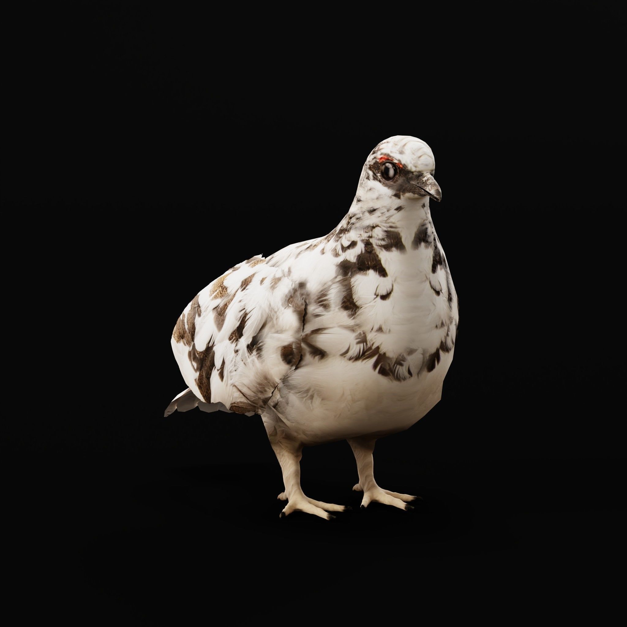Rock Ptarmigans Bird  Low-poly 3D model_23