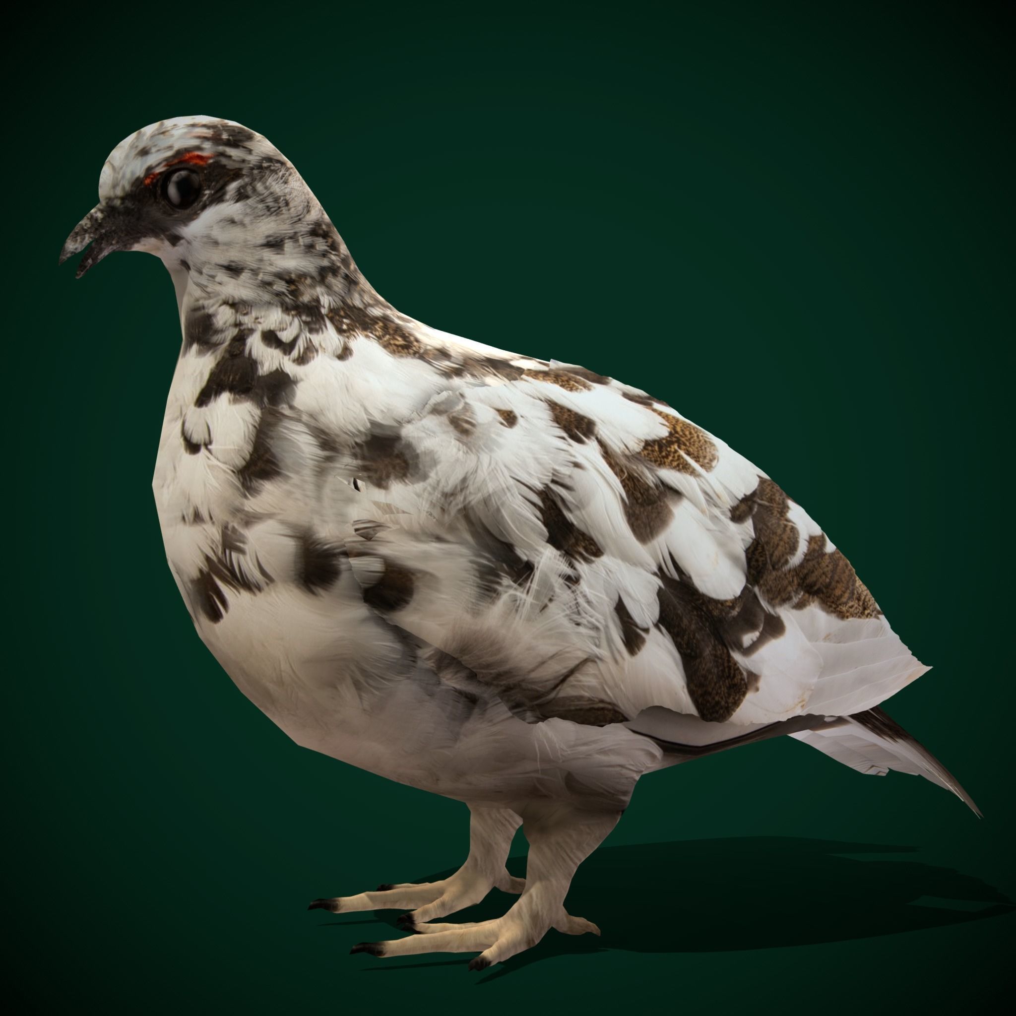 Rock Ptarmigans Bird  Low-poly 3D model_26