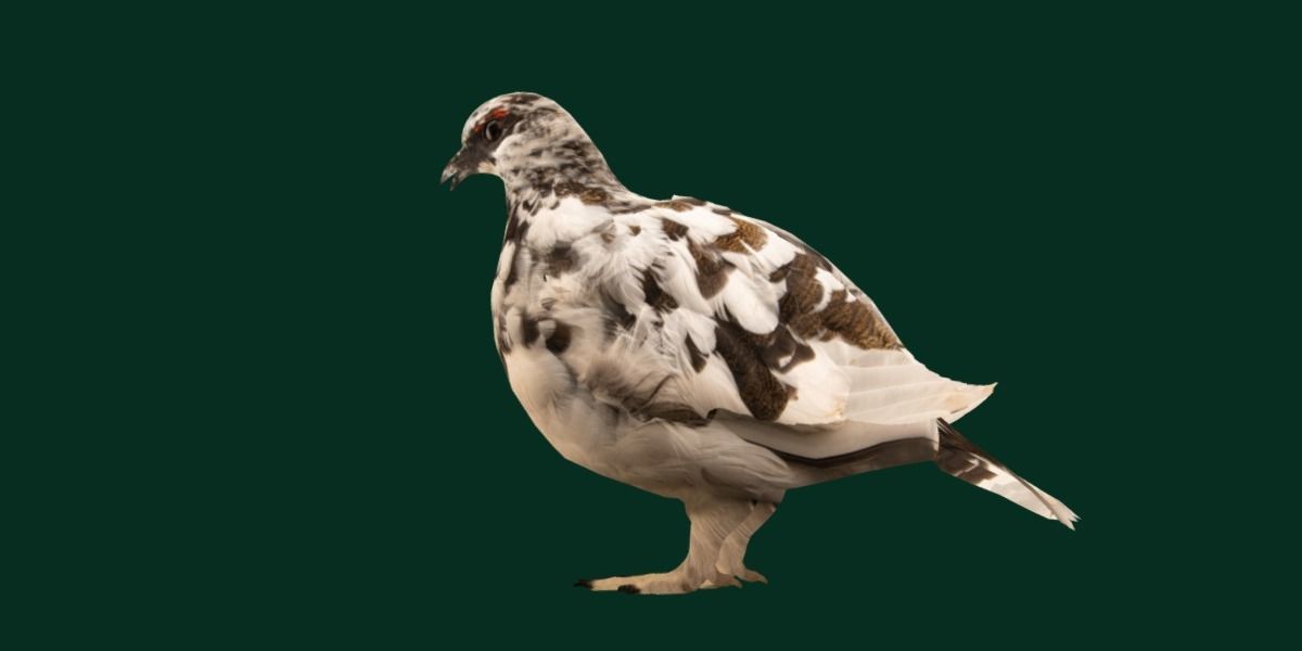 Rock Ptarmigans Bird  Low-poly 3D model_9