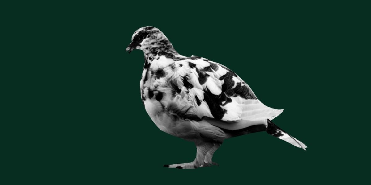 Rock Ptarmigans Bird  Low-poly 3D model_4