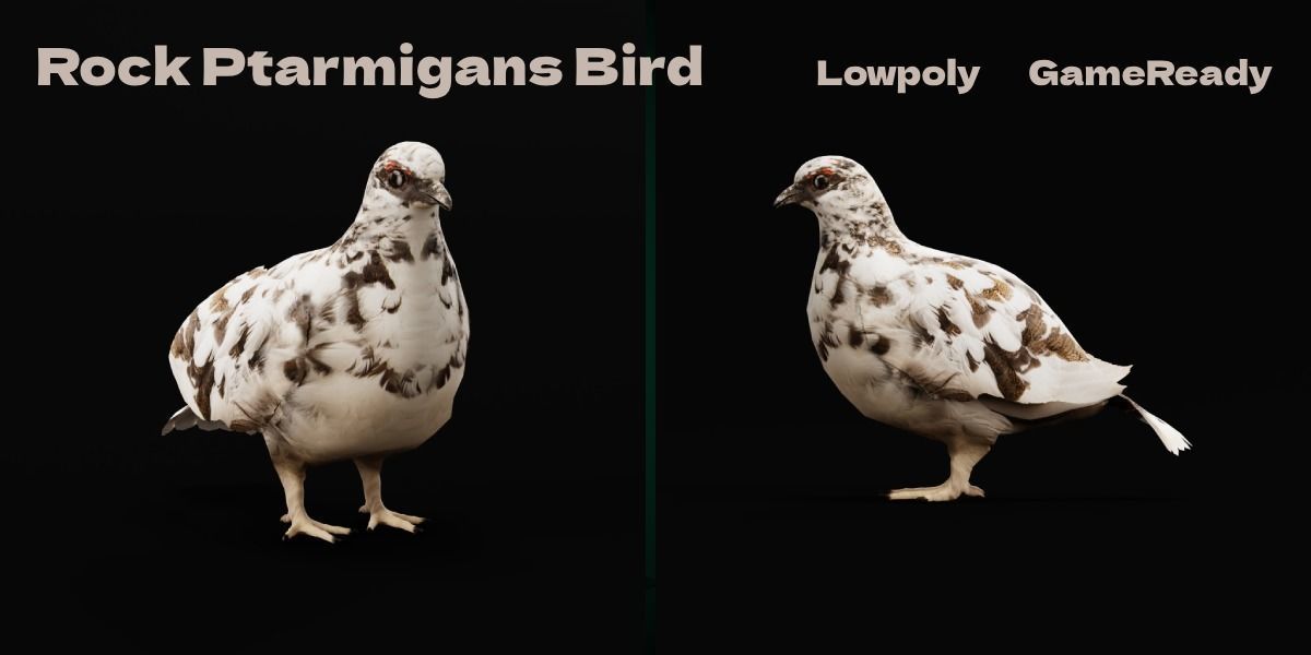 Rock Ptarmigans Bird  Low-poly 3D model_2