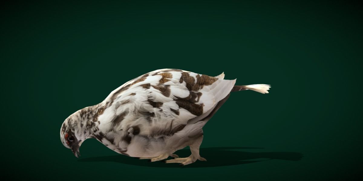 Rock Ptarmigans Bird  Low-poly 3D model_11