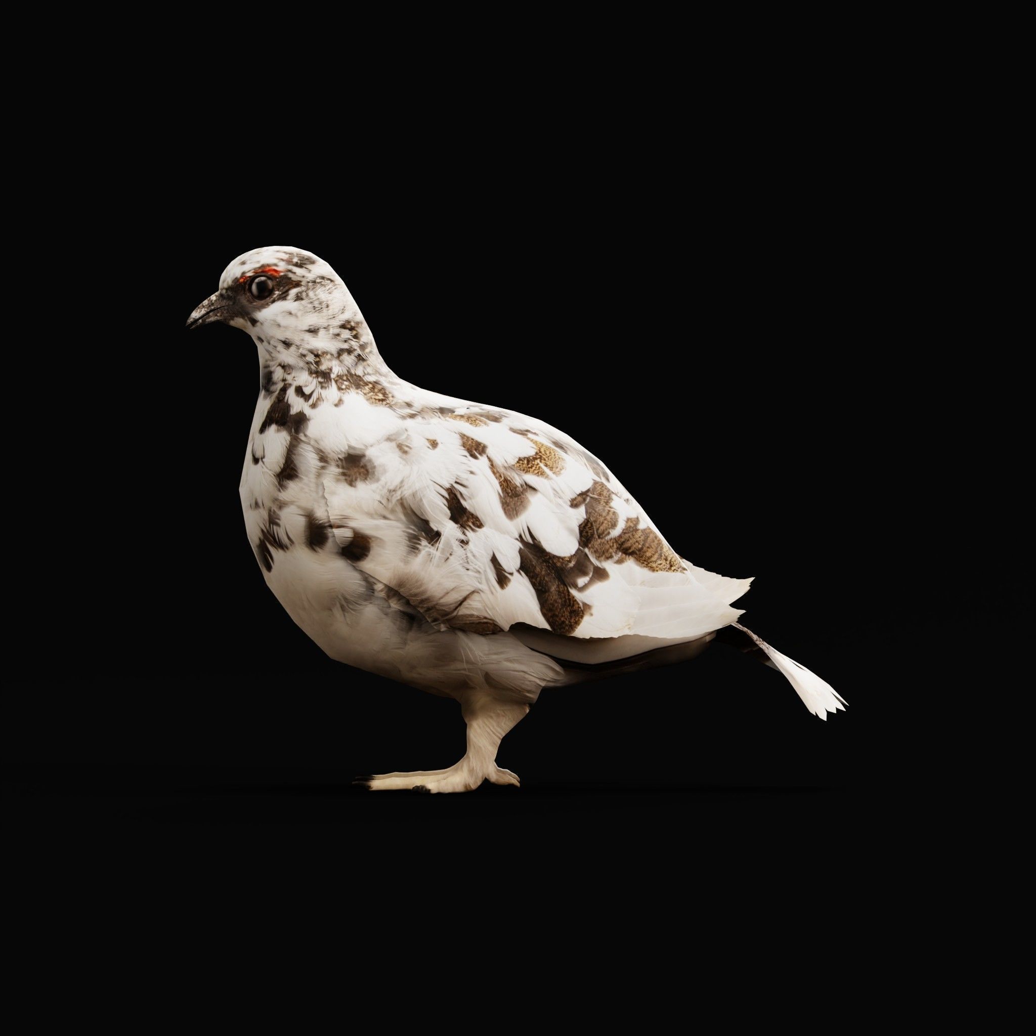 Rock Ptarmigans Bird  Low-poly 3D model_25