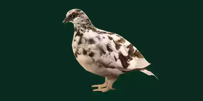 Rock Ptarmigans Bird 