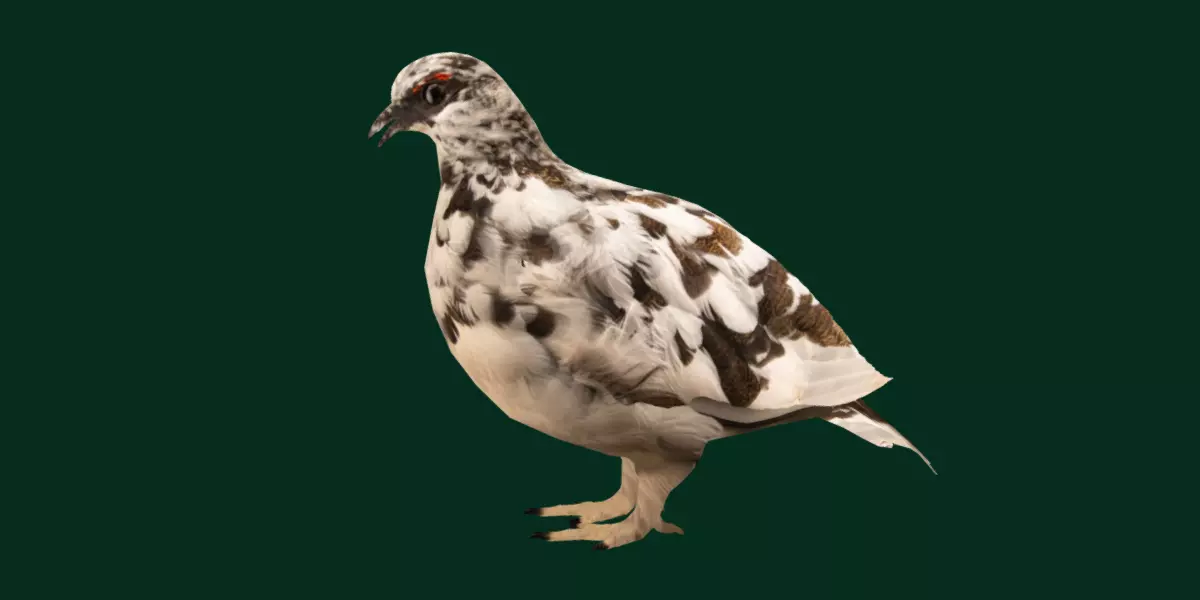 Rock Ptarmigans Bird  Low-poly 3D model_0